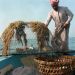 Bahrain Photos, Fishing using basket
