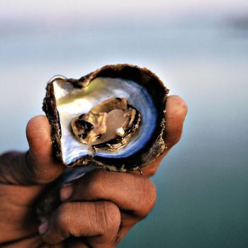 Pearl in Shell